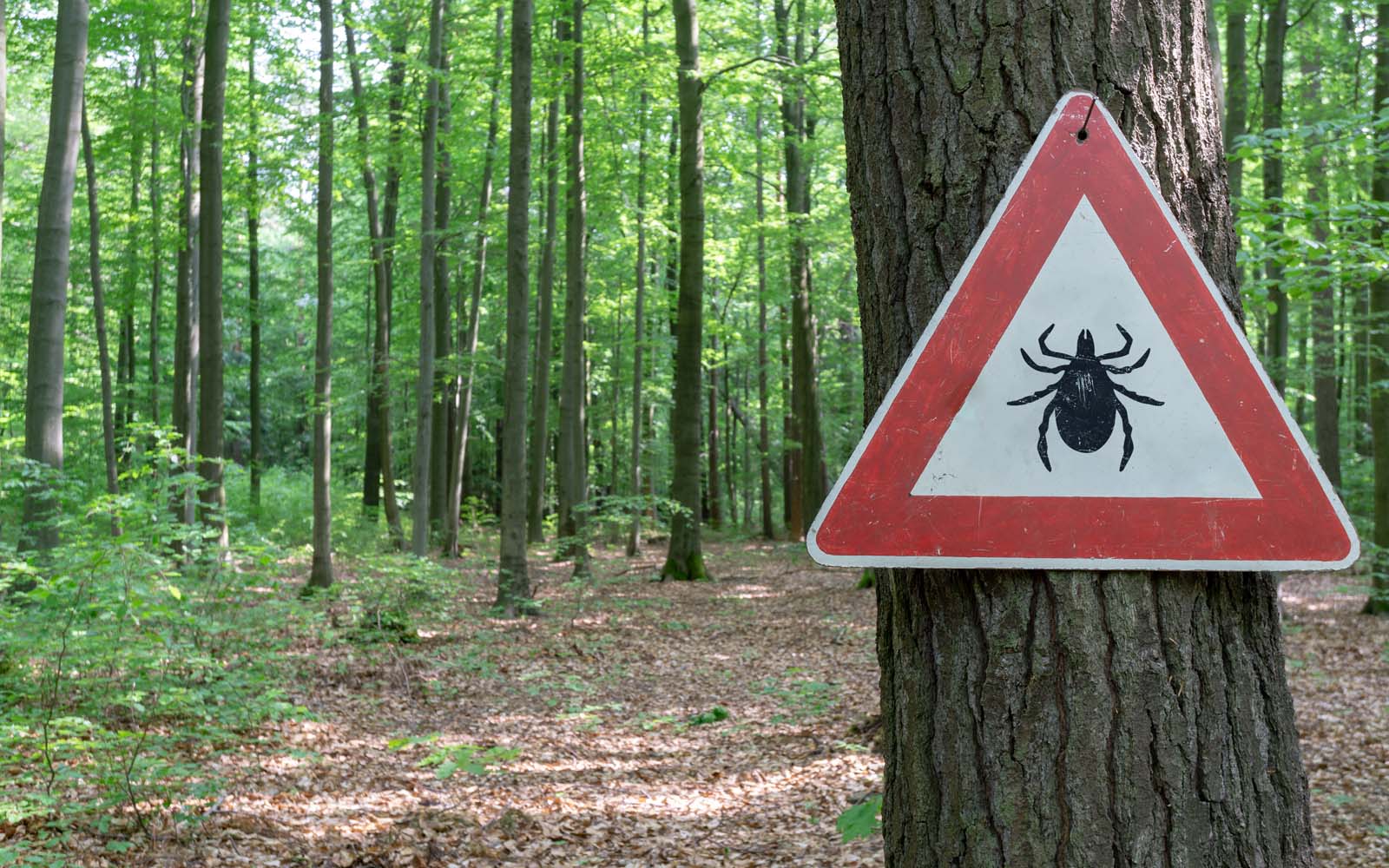 tick warning sign in forest